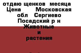 отдаю щенков  месяца › Цена ­ 1 - Московская обл., Сергиево-Посадский р-н Животные и растения » Собаки   